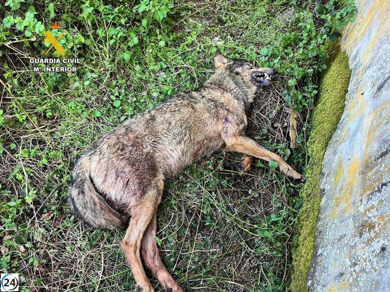 Encuentran lobo muerto en escuela abandonada de Cervera de Pisuerga