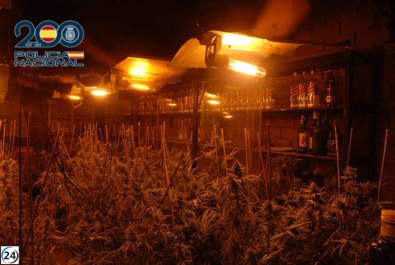 Detienen a una persona en Valladolid y decomisan 332 plantas de cannabis.
