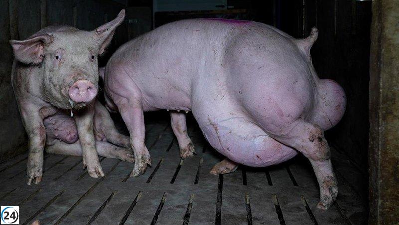 Acusan de crear una nueva granja del terror en Arauzo, Burgos
