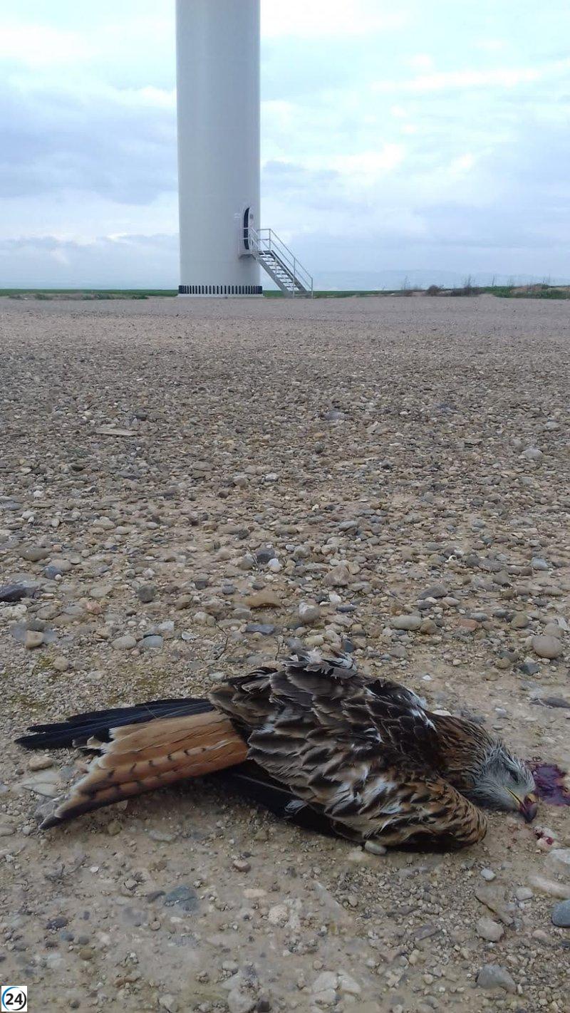 Ecologistas de Zamora se oponen al proyecto del parque eólico en Monte La Reina