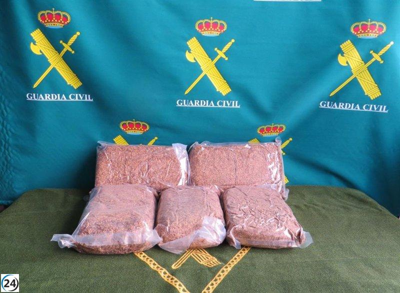 La Guardia Civil de Soria se incauta de gran cantidad de tábado ilícito.