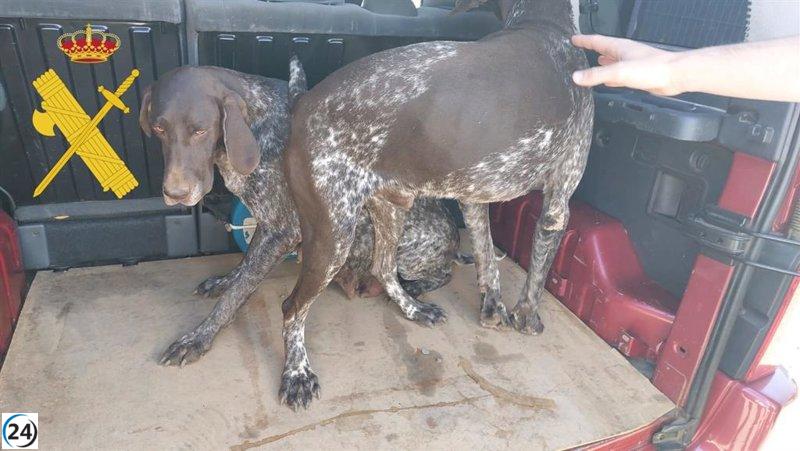 Dos sospechosos investigados en León por el robo de dos perros de gran valor.