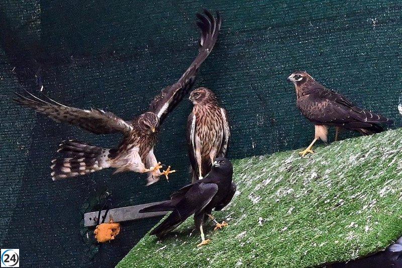 La Junta conserva más de 700 nidos de aguilucho cenizo en un año.