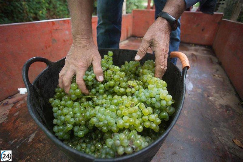 UPL critica la autorización del uso de uva godello en la DO Rueda como una provocación.