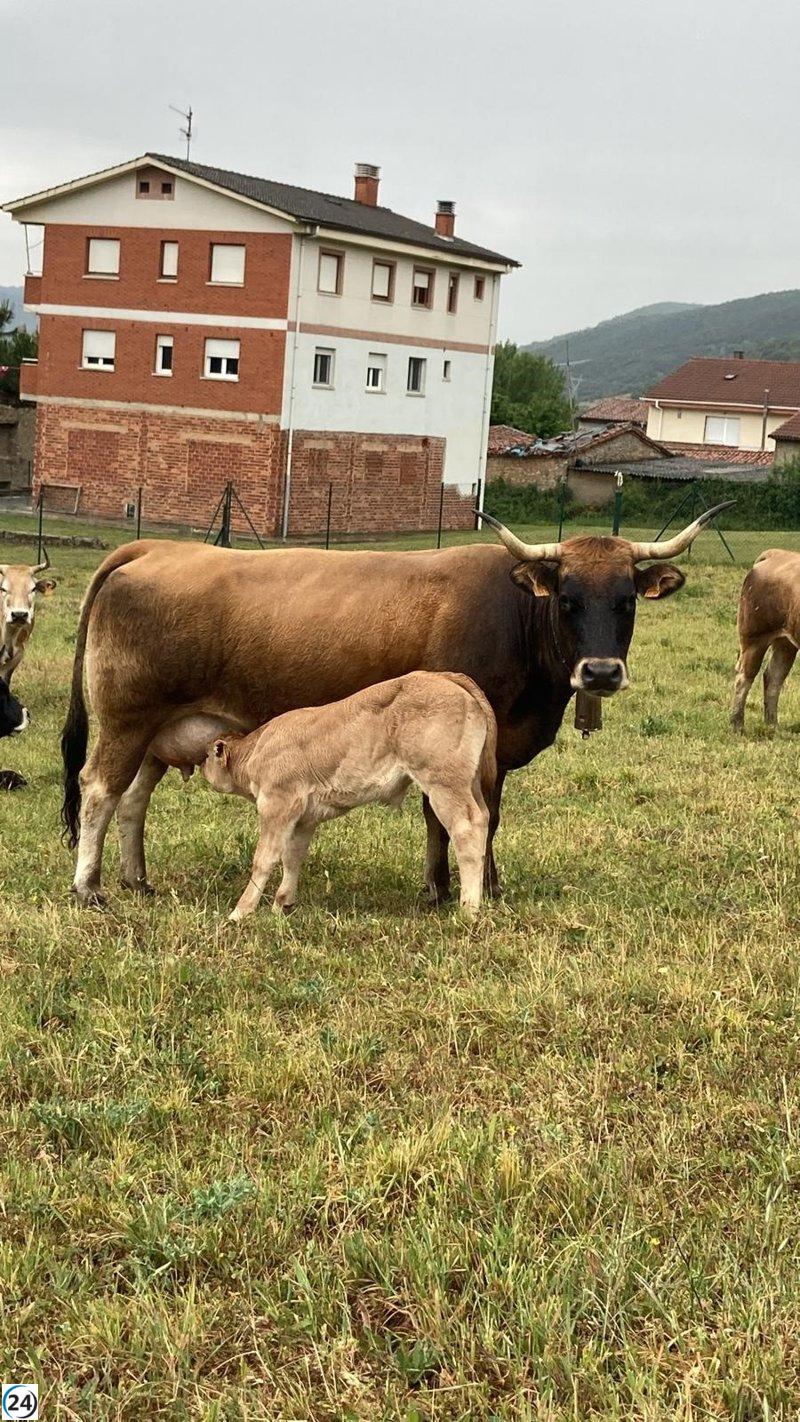 Sivele urge a la Junta y al Ministerio a implementar un plan biosanitario contra la EHE.