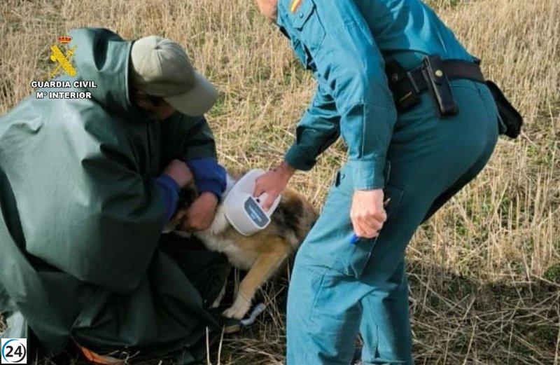 Encuentran al perro responsable de la muerte de un hombre en Barrios de la Vega (Palencia)