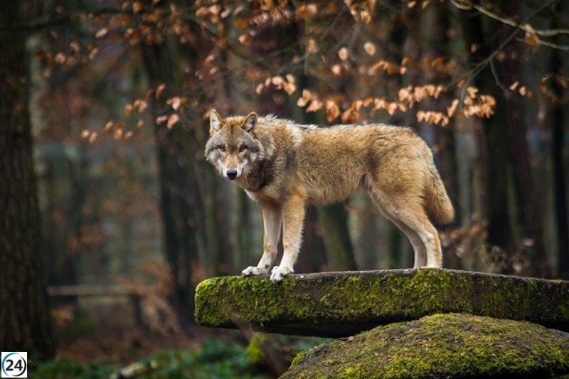 La UE reduce la protección del lobo en un paso hacia la reforma de sus normativas.