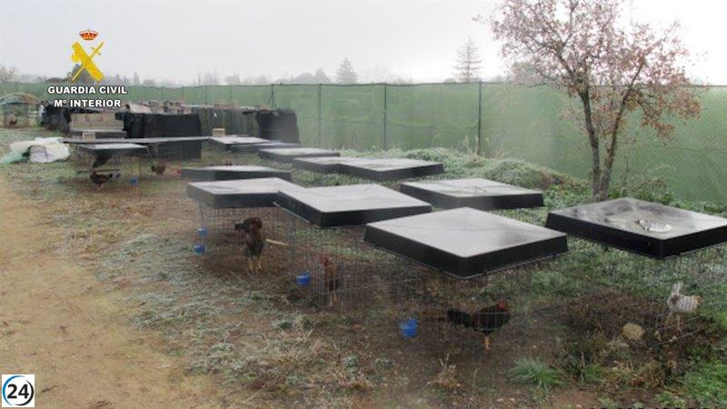 Veterinarios corroboran abuso en gallos de criadero de Tudela.