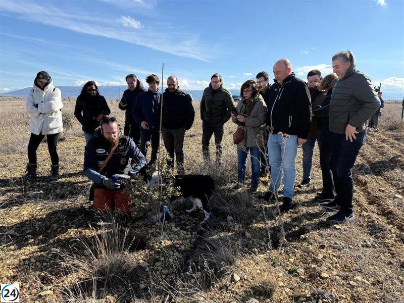 Hosteleros de Segovia exploran la incorporación de la trufa negra en la gastronomía local.