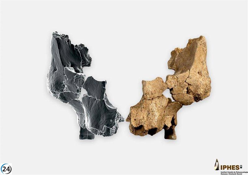 Descubren en Atapuerca el rostro humano más antiguo de Europa occidental, con una antigüedad de entre 1,1 y 1,4 millones de años.