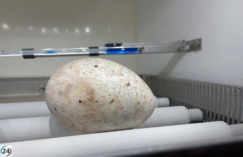 Rescatan un huevo de buitre negro en Burgos tras la electrocución de su padre.