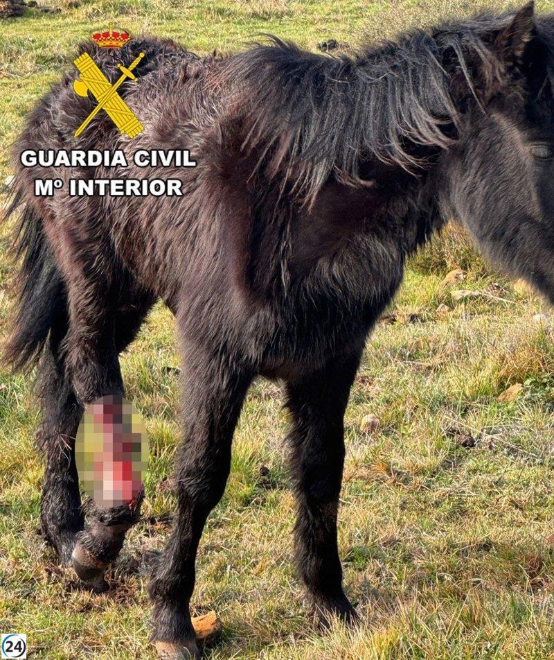 Individuos en Burgos bajo investigación por negligencia animal tras hallar un caballo con fractura expuesta.