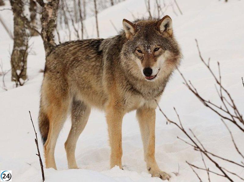 La Eurocámara reduce el estatus de protección del lobo.