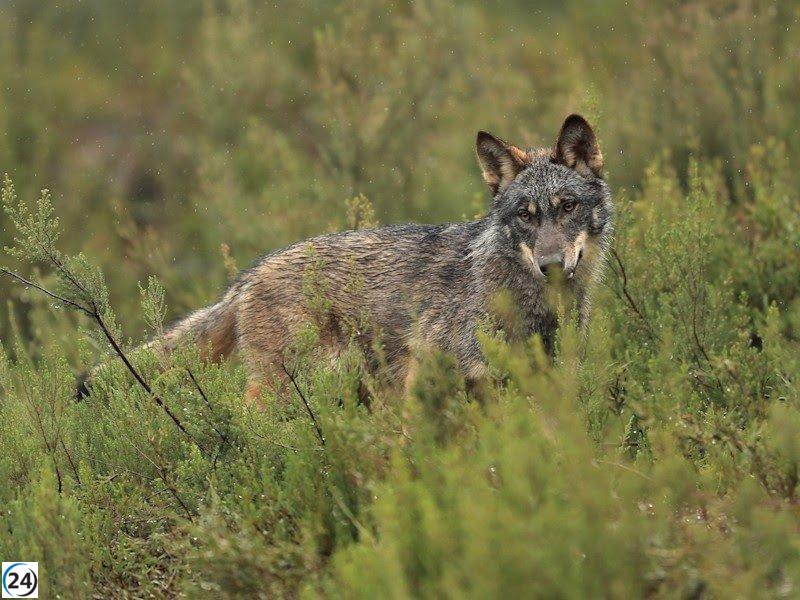 La Junta celebra la disminución del estatus del lobo como un logro significativo.