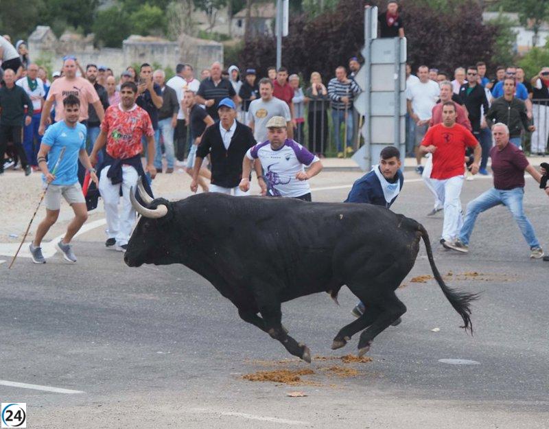 La Justicia revoca la reforma del Toro de la Vega y prohíbe las lanzas en el festejo.