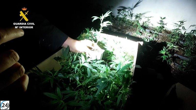 La Guardia Civil desarticula dos cultivos de marihuana en Burgos, arrestando a cinco personas.