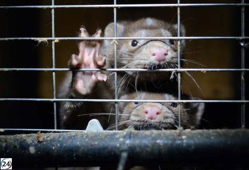 Cierre de granja peletera en Peguerinos: más de 60,000 firmas recolectadas.