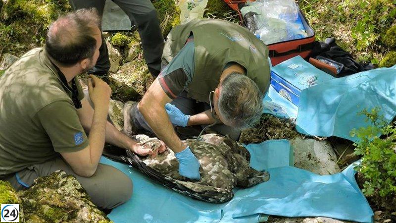 El Moncayo de Soria celebra el nacimiento de un quebrantahuesos después de un siglo: un logro en la conservación de la especie.