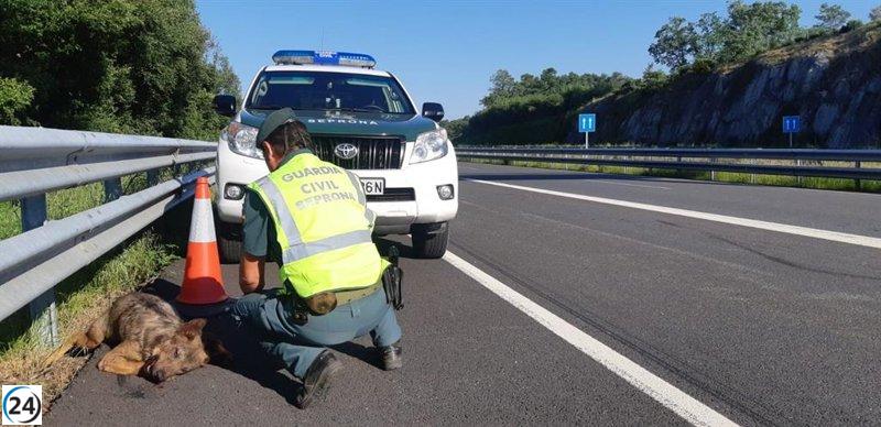 Diputados del PSOE instan a la Diputación de Valladolid a implementar acciones para prevenir accidentes con fauna en las vías.