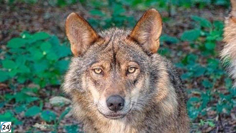 Galicia reporta un aumento del 9,7% en las manadas de lobos, alcanzando un total de 93.