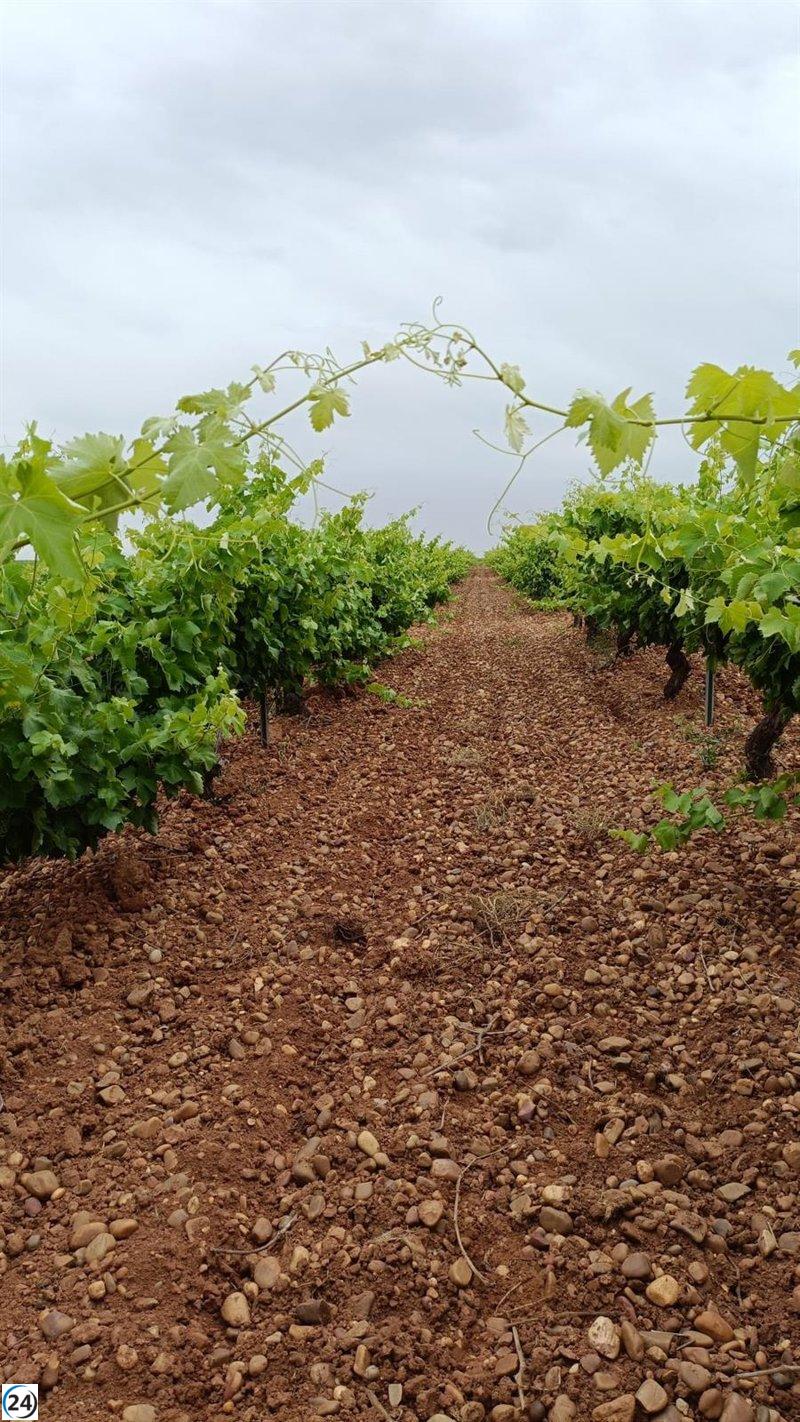 González Corral propone que los seguros agrarios actúen como un escudo contra los daños del mildiu en viñedos.