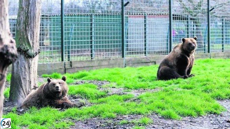 Bajo una nueva gestión, los osos Luna y Ponderoso se mudan a Alemania tras tres décadas en León.