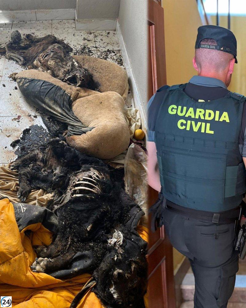 Indagan en la muerte de dos canes hallados en un apartamento de Navatejera, León.