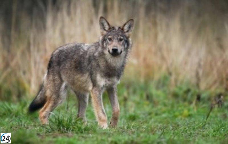 Carriedo defiende la protección del hombre en el campo frente al lobo.