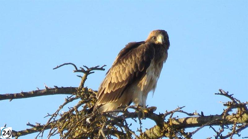 Crías de águila Citius, Fortius y Pisuerga debutan en el aire en el Campo Grande de Valladolid.