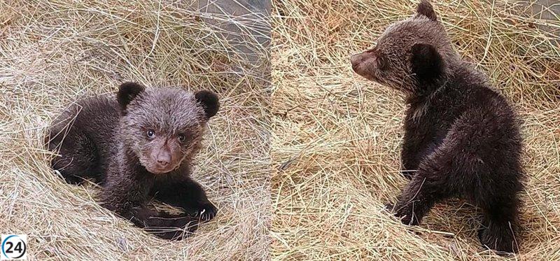 Alba, la osezna rescatada en Teverga, lista para su reintegración al hábitat salvaje.