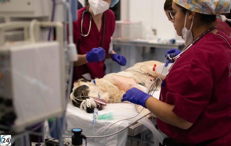 Veterinarios de Castilla y León proponen extender el Grado a seis años para mejorar la formación y cumplir con estándares europeos.