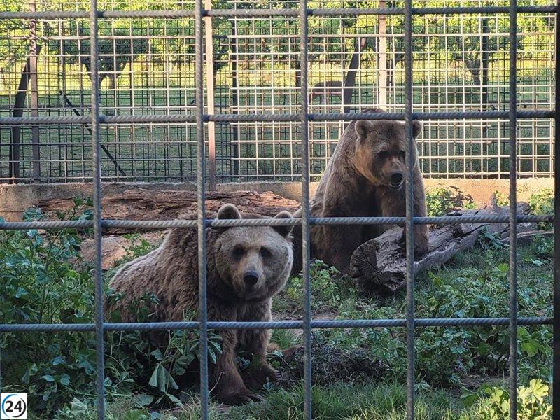 Osos Ponderoso y Luna se mudan a Alemania tras tres décadas en cautiverio en León.