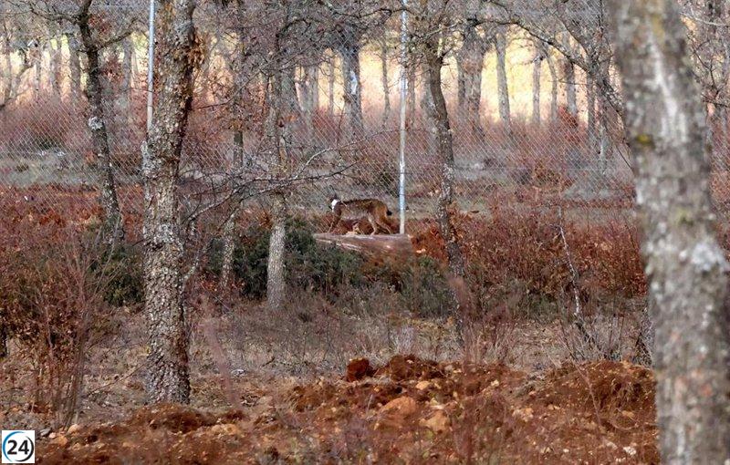 Muere atropellado uno de los linces ibéricos recién liberados en el Cerrato palentino.