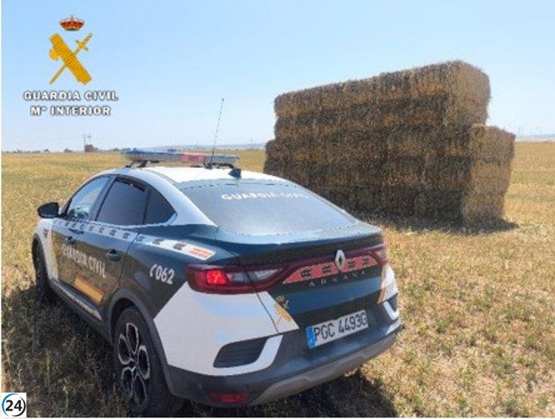 Detenido por estafa al vender alpacas fantasma por más de 5.800 euros a un agricultor.