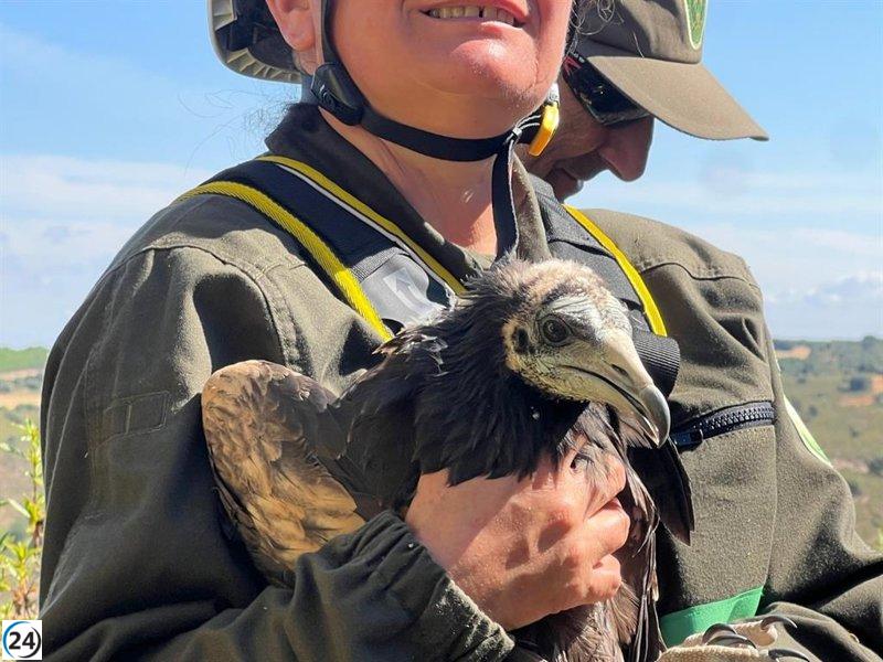 CyL dota de GPS a cuatro alimoches en León, Salamanca y Zamora para estudiar su supervivencia.