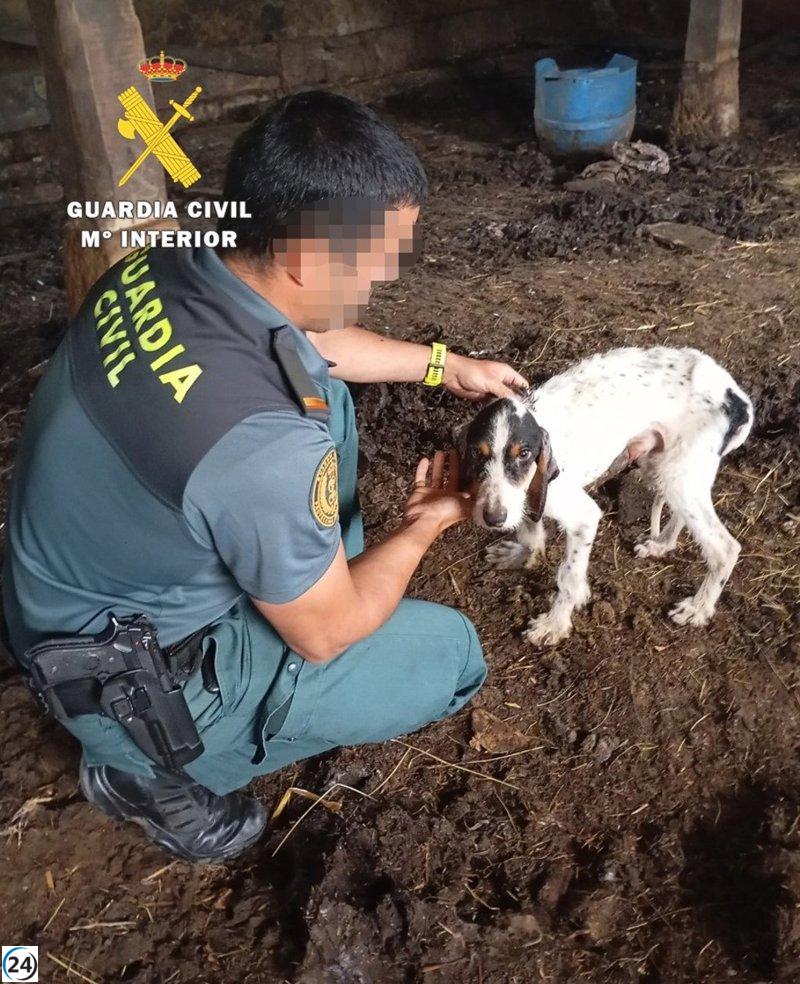 Acusado de abusar de cinco perros en un camión sucio.