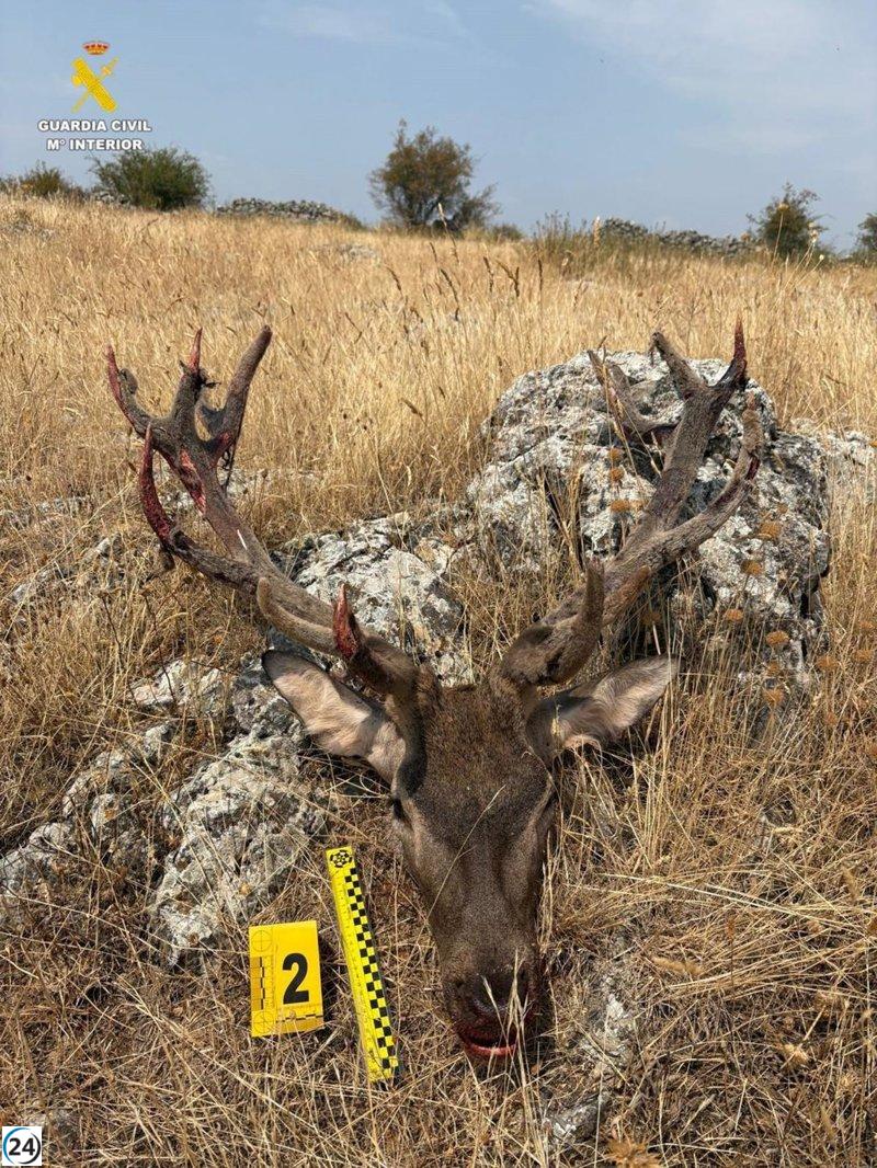 Detienen a un individuo por cazar y decapitar un ciervo en Soria durante la veda.
