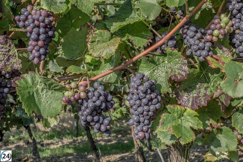 CyL lanza app para facilitar el registro de declaraciones de cosecha de uva.