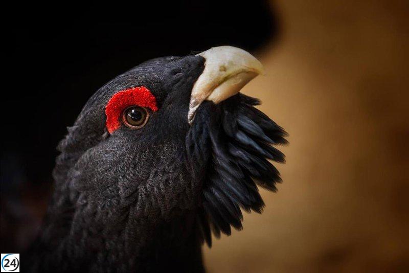 Incendios en León arrasan con más de 72.500 hectáreas vitales para la biodiversidad y la avifauna.