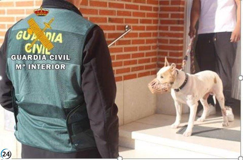 Dueño de perro agresivo bajo la mira tras ataque mortal en Alaejos, Valladolid.