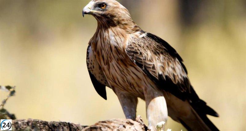 Detectan gripe aviar en águila calzada en Pedraza de Alba, Salamanca.