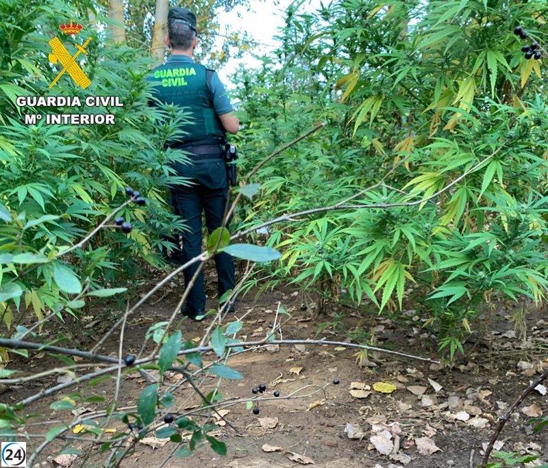 Arrestado por cultivar 50 plantas de cannabis en la localidad leonesa de Antimio de Arriba.