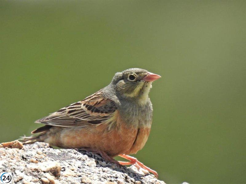 Presentan esta semana el proyecto 'PIO Ávila' de turismo de aves en cinco localidades.