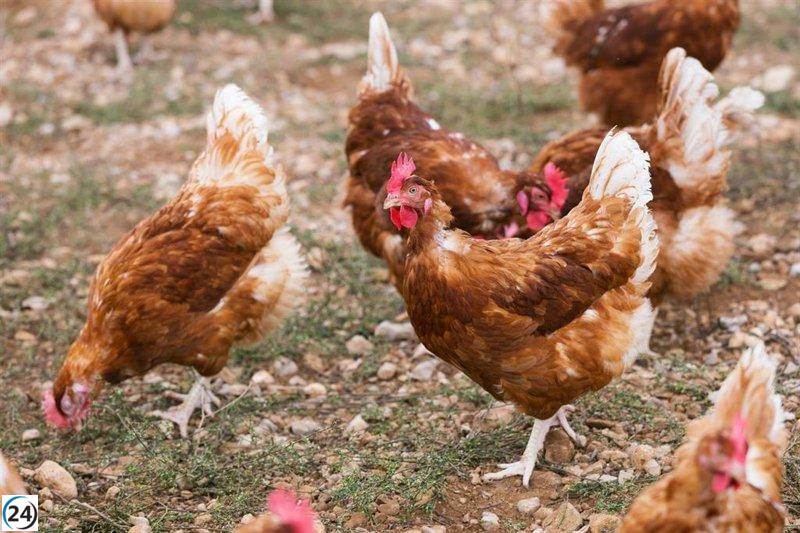 Aviar: Sacrifican 102,000 gallinas en Valladolid por brote de influenza.