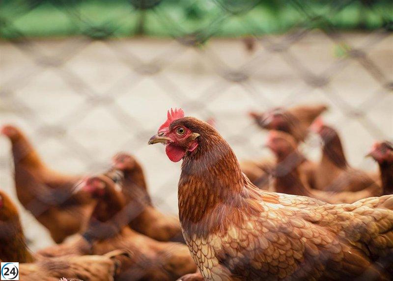 Nuevo brote de gripe aviar en granja de gallinas en Olmedo, Valladolid.