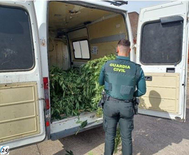 Detienen a un hombre en Tudela por cultivar 22 plantas de cannabis en su propiedad.