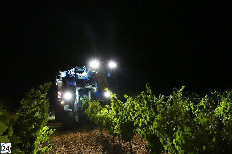 Producción de uva: Rueda afectada por mildiu, Cigales en crecimiento y Ribera enfrenta crisis de precios, informa UCCL.