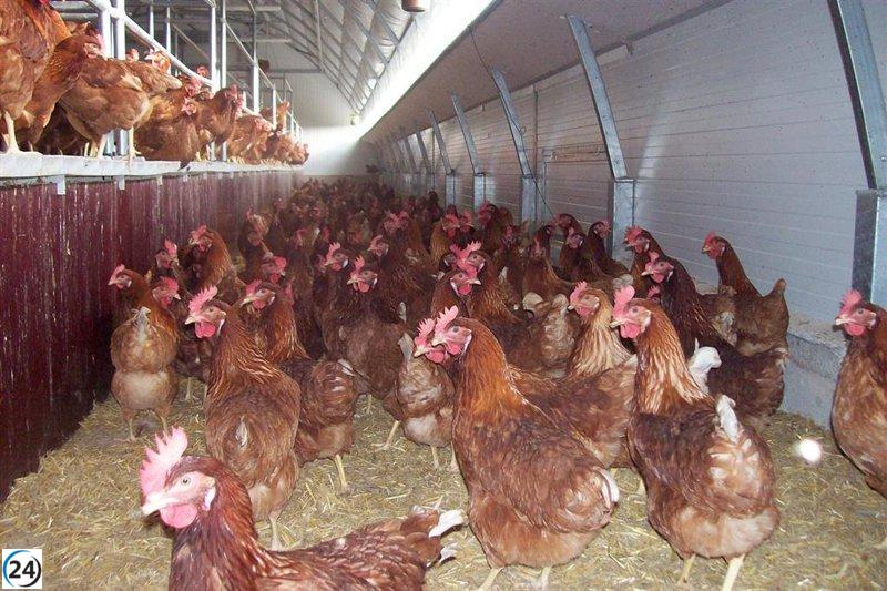 Descubren brote de gripe aviar en granja de pollos en Ataquines, Valladolid, afectando a 54,000 aves.