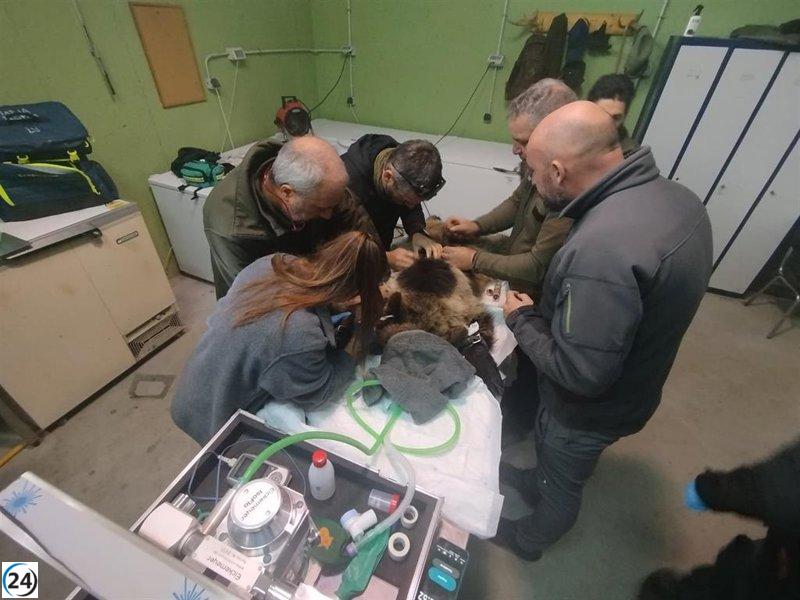 Liberan a la osezna Alba en su hábitat tras un periodo de adaptación en Valsemana, León.