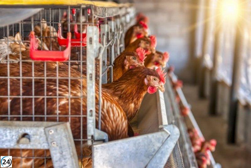 González Corral resalta la falta de casos de gripe aviar y el sacrificio de aves afectadas en semanas recientes.